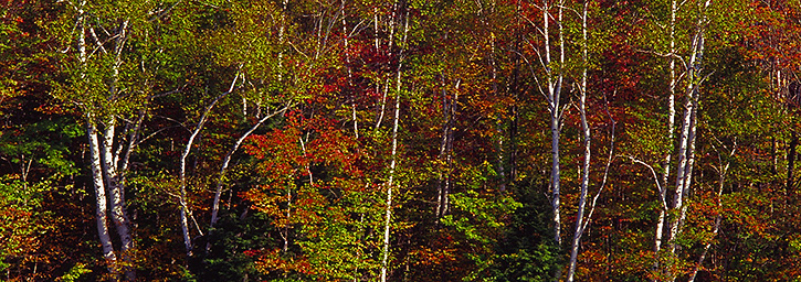  Fall Panorama Along the River, NH